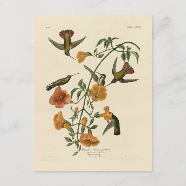 Postal Mango Hummingbird de Aves de América de Audubon (Anverso)