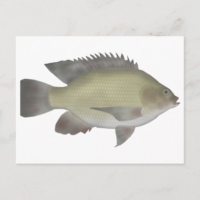 Postal Mango Tilapia (Anverso)