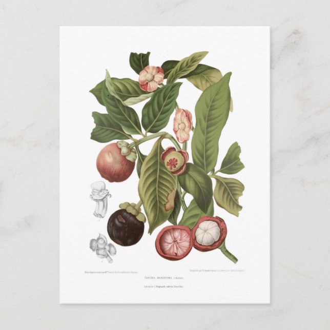 Postal Mangosteen púrpura (Anverso)