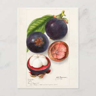Postal Mangosteens (Garcinia Mangostana) Pintura de fruta