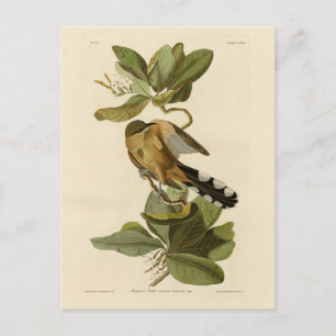 Postal Mangrove Cuckoo de los pájaros de América de Audub