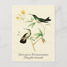 Postal Mangrove Hummingbird Arte de época
