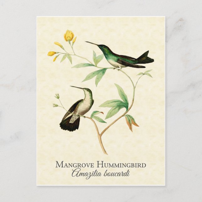 Postal Mangrove Hummingbird Arte de época (Anverso)