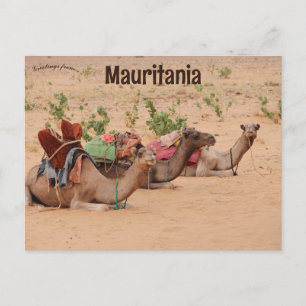 Postal Manifestación de camellos en Mauritania