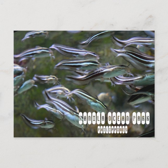 Postal Manila Ocean Park (Anverso)