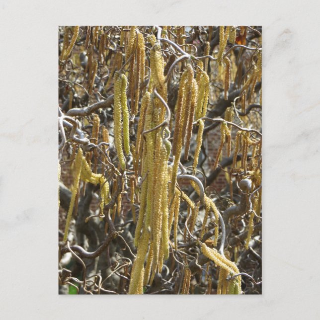 Postal Manitas de semillas (Anverso)