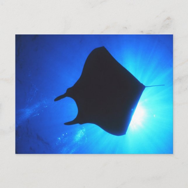 Postal Manta Ray Silhouette (Anverso)