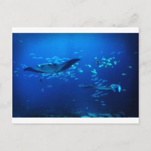 Postal Manta Rays
