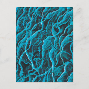 Postal Manta Rays Ocean Fish Animals Waves Blue Black Art