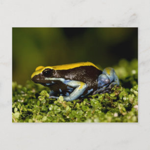 Postal Mantela de oreja negra, Mantella expectata,
