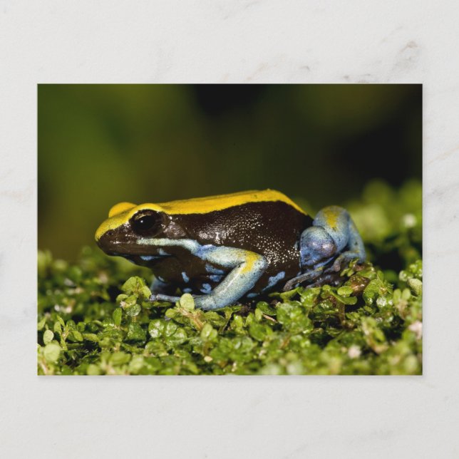 Postal Mantela de oreja negra, Mantella expectata, (Anverso)