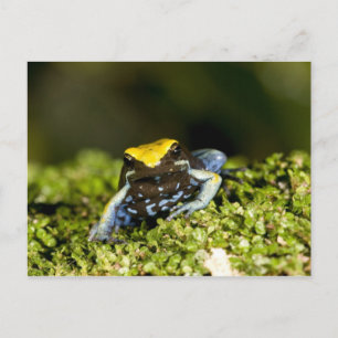 Postal Mantella de oído negro, Mantella expectata, 2