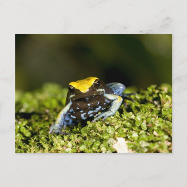 Postal Mantella de oído negro, Mantella expectata, 2 (Anverso)