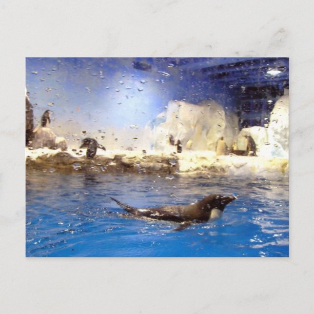 Postal Mantén La Cabeza Arriba/Pingüino De Natación Cuida (Anverso)