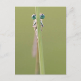 Postal mantener" un ojo en ti