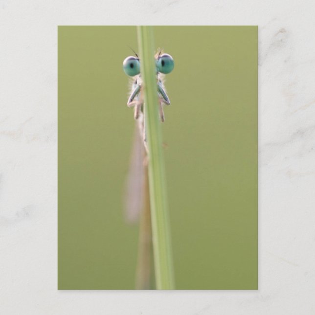 Postal mantener" un ojo en ti (Anverso)