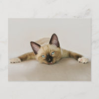 Mantente fresco y relajado gatito