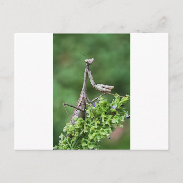 Postal mantis de oración (Anverso)