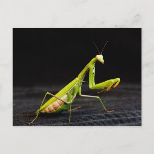 Postal Mantis religiosa
