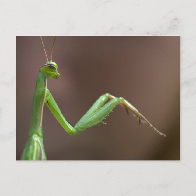 Postal Mantis religiosa (Anverso)