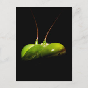Postal Mantis religiosa