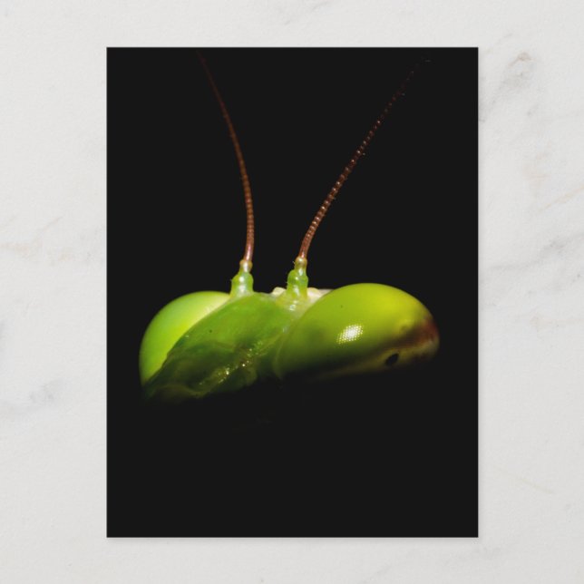 Postal Mantis religiosa (Anverso)