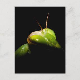 Postal Mantis religiosa