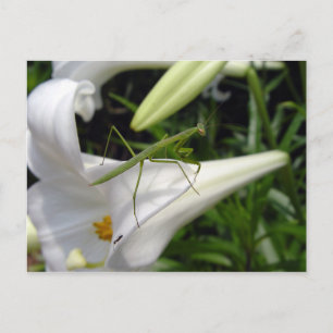 Postal Mantis religiosa en flor