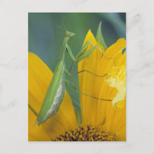 Postal Mantis religiosa hembra