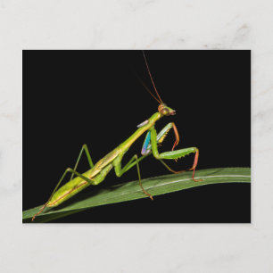 Postal Mantis religiosa, Odzala, Parque Nacional de Kokou