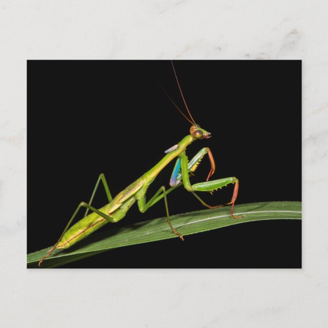 Postal Mantis religiosa, Odzala, Parque Nacional de Kokou (Anverso)