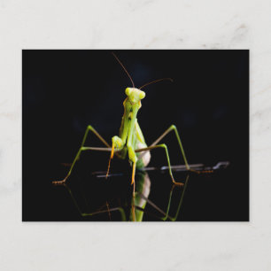 Postal Mantis rezando