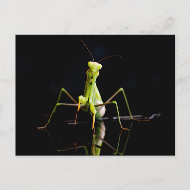 Postal Mantis rezando (Anverso)