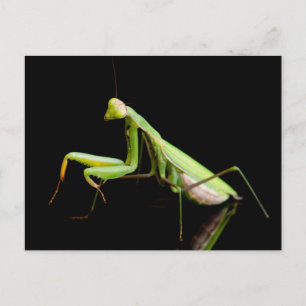 Postal Mantis rezando