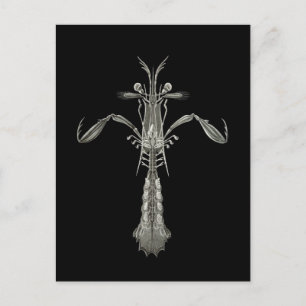 Postal Mantis Shrimp