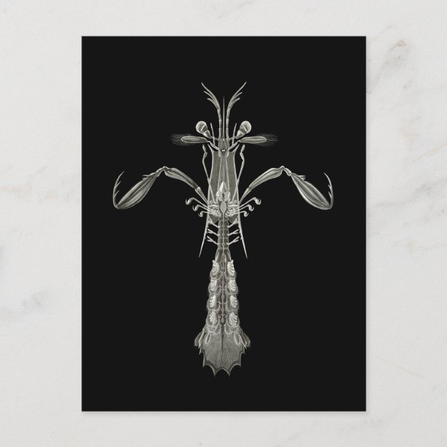 Postal Mantis Shrimp (Anverso)