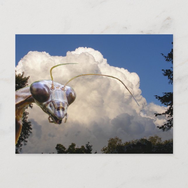 Postal Mantis y Cloud ~ postcard (Anverso)