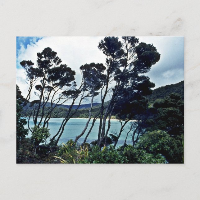 Postal Manuka Shrubs And Beach, Isla Stewart (Anverso)