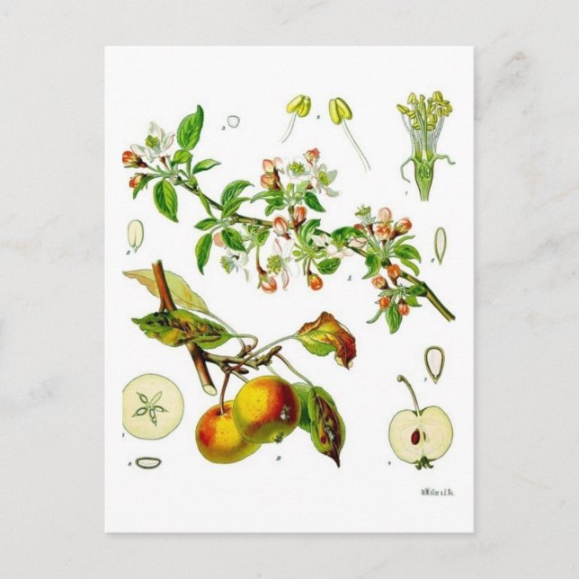 Postal Manzana (Anverso)