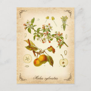 Postal manzana cangrejo - ilustracion vintage
