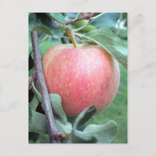 Postal Manzana de gala real
