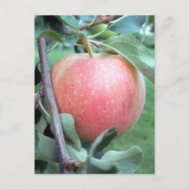 Postal Manzana de gala real (Anverso)