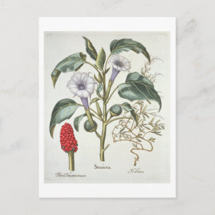 Postal Manzana de ralentí, de "Hortus Eystettensis" de Ba