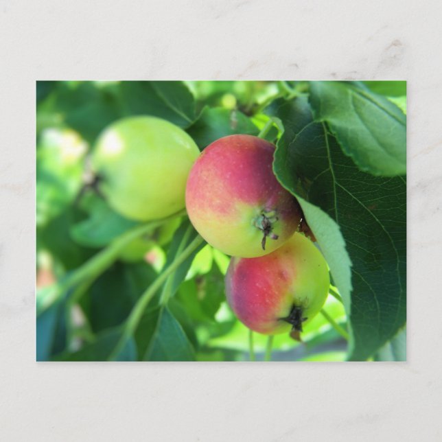 Postal manzanas (Anverso)