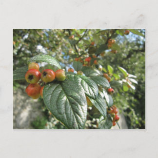 Postal Manzanas de cangrejo