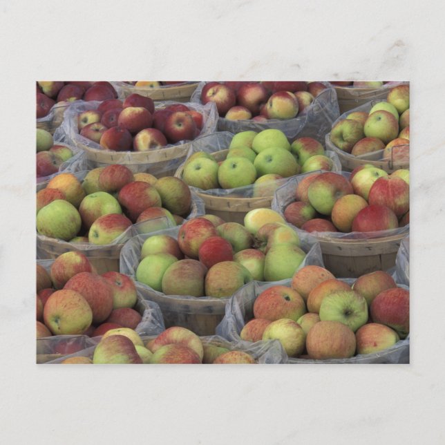 Postal Manzanas de Macintosh del Estado de Nuevo York en (Anverso)