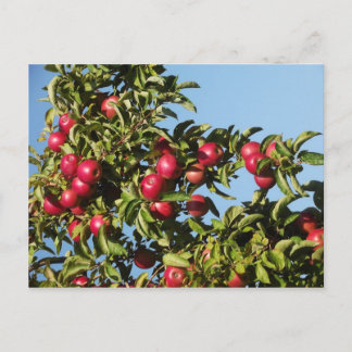 Postal Manzanas de Mack