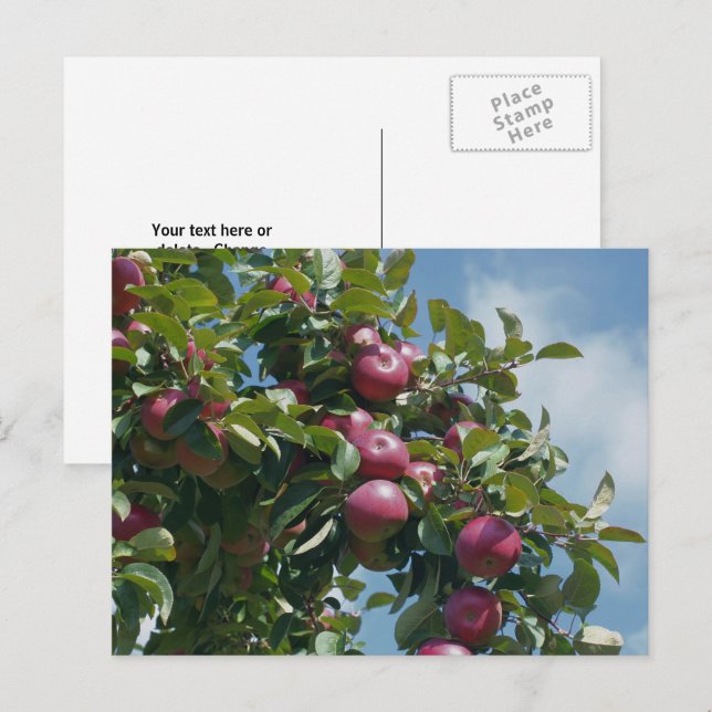 Postal Manzanas En El Árbol Naturaleza Personalizada (Anverso / Reverso)