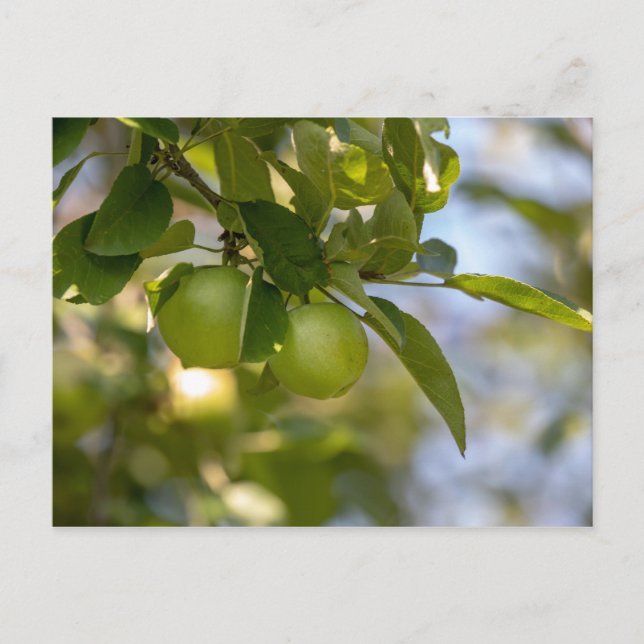 Postal Manzanas en rama (Anverso)