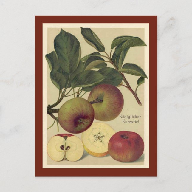 Postal Manzanas Vintage Botánico (Anverso)
